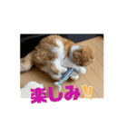 ぽんた師匠の日常で使えるスタンプ第3弾（個別スタンプ：10）