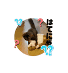 ぽんた師匠の日常で使えるスタンプ第3弾（個別スタンプ：12）