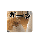 ぽんた師匠の日常で使えるスタンプ第3弾（個別スタンプ：15）