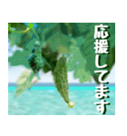 ゴーヤ大好き！沖縄行きた～い！（個別スタンプ：5）
