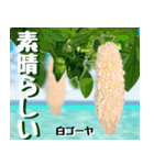 ゴーヤ大好き！沖縄行きた～い！（個別スタンプ：17）