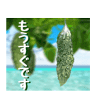 ゴーヤ大好き！沖縄行きた～い！（個別スタンプ：26）