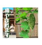ゴーヤ大好き！沖縄行きた～い！（個別スタンプ：35）