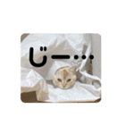 2ゆずスタンプだにゃん（個別スタンプ：11）