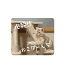2ゆずスタンプだにゃん（個別スタンプ：12）