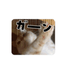 2ゆずスタンプだにゃん（個別スタンプ：13）