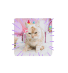 2ゆずスタンプだにゃん（個別スタンプ：14）