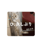 2ゆずスタンプだにゃん（個別スタンプ：15）