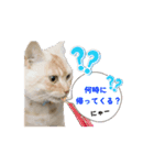 ゆずスタンプだにゃん（個別スタンプ：3）