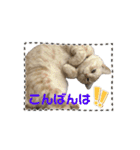 ゆずスタンプだにゃん（個別スタンプ：7）