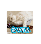 ゆずスタンプだにゃん（個別スタンプ：8）