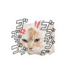 ゆずスタンプだにゃん（個別スタンプ：10）