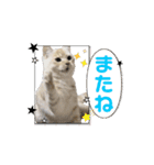 ゆずスタンプだにゃん（個別スタンプ：11）