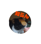 マヨモルスタンプ（個別スタンプ：3）