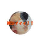 マヨモルスタンプ（個別スタンプ：10）