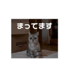 二世キャット（個別スタンプ：1）