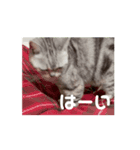 二世キャット（個別スタンプ：3）