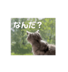 二世キャット（個別スタンプ：4）