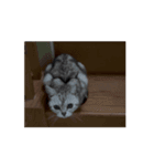 二世キャット（個別スタンプ：5）