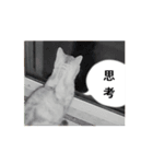 二世キャット（個別スタンプ：7）