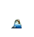 動く！セキセイインコちんちゃん（個別スタンプ：1）