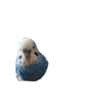 動く！セキセイインコちんちゃん（個別スタンプ：5）