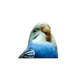動く！セキセイインコちんちゃん（個別スタンプ：6）
