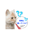 ゆずスタンプだにゃん1（個別スタンプ：3）