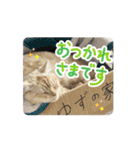 ゆずスタンプだにゃん1（個別スタンプ：4）