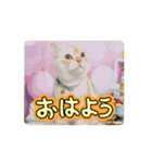 ゆずスタンプだにゃん1（個別スタンプ：5）