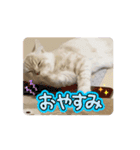 ゆずスタンプだにゃん1（個別スタンプ：8）