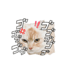 ゆずスタンプだにゃん1（個別スタンプ：10）