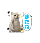 ゆずスタンプだにゃん1（個別スタンプ：11）