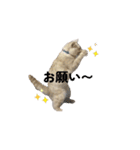 ゆずスタンプだにゃん1（個別スタンプ：13）