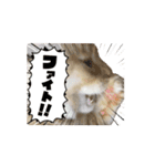 ゆずスタンプだにゃん1（個別スタンプ：14）