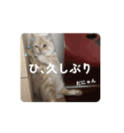 ゆずスタンプだにゃん2（個別スタンプ：15）