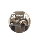 わが家のにゃんこ 2（個別スタンプ：4）