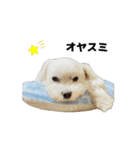 動くマルチーズ写真・デカ文字日常スタンプ（個別スタンプ：6）