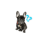 Bobmove（個別スタンプ：1）