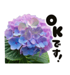 ❤️飛び出すカラフルなアジサイのお花❤️（個別スタンプ：3）