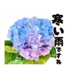 ❤️飛び出すカラフルなアジサイのお花❤️（個別スタンプ：6）