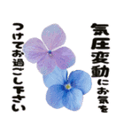 ❤️飛び出すカラフルなアジサイのお花❤️（個別スタンプ：12）
