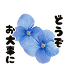 ❤️飛び出すカラフルなアジサイのお花❤️（個別スタンプ：23）