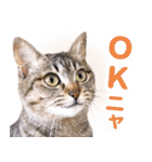 AIじゃないリアルな猫 日常生活（個別スタンプ：2）