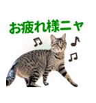 AIじゃないリアルな猫 日常生活（個別スタンプ：3）