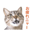 AIじゃないリアルな猫 日常生活（個別スタンプ：4）