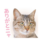 AIじゃないリアルな猫 日常生活（個別スタンプ：5）
