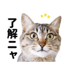 AIじゃないリアルな猫 日常生活（個別スタンプ：6）