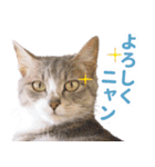 AIじゃないリアルな猫 日常生活（個別スタンプ：8）