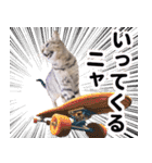AIじゃないリアルな猫 日常生活（個別スタンプ：9）